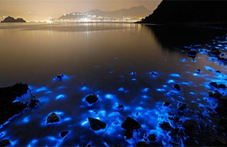 Montego Bay to LUMINOUS LAGOON (Price is for 1-4 people)